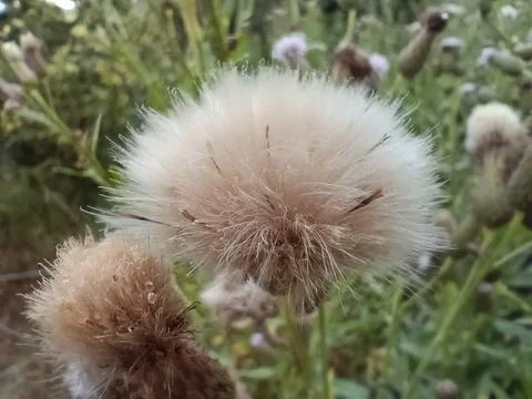 Field thistle 写真素材