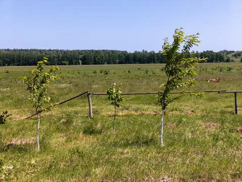 A field with three trees in the middle of it Stock-Fotos
