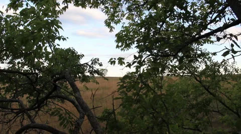 Field Through Trees Stock Footage 32929807