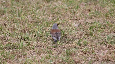 A field thrush bird stands on the grass in early spring Video stock 306372820