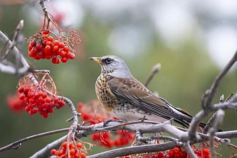 Field thrush eats rowan berries close up Fotos Stock