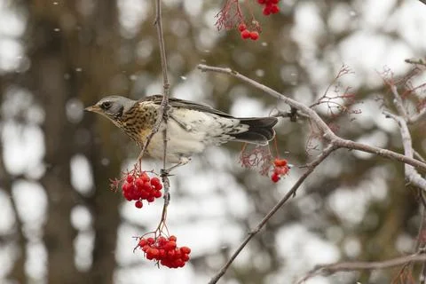 Field thrush eats rowan berries close up Fotos Stock