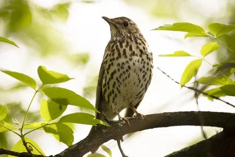 Field thrush sits on a tree branch Fotos Stock