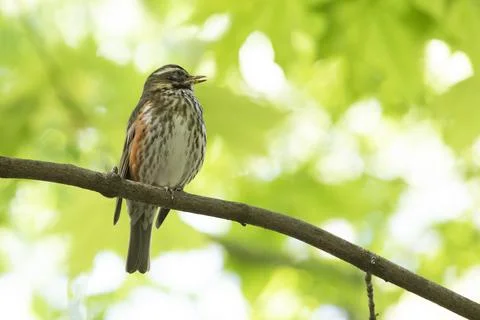 Field thrush sits on a tree branch in summer Fotos Stock