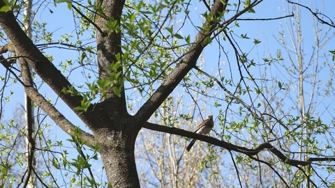 Field thrush on a tree. Video stock 116793250