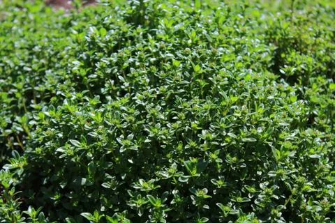 Field of thyme in the garden Stock Photos
