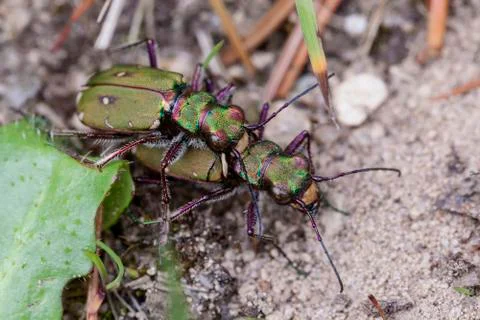 Field Tiger Beetle - mating Foto stock