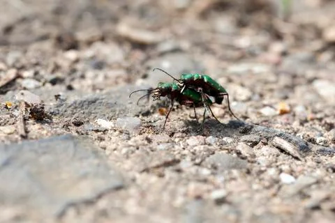 Field Tiger Beetle - mating Stock Photos