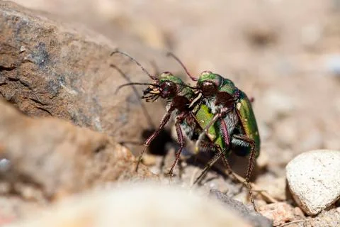 Field Tiger Beetle in mating 库存照片