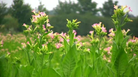 Field of Tobacco Видео 10890700