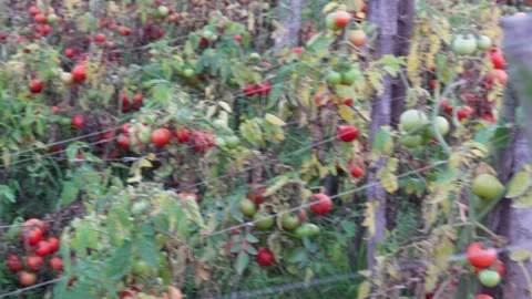 The field of tomato is full of tomatoes Stock Footage 304059869