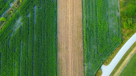 Field top view Stock Footage 220586196