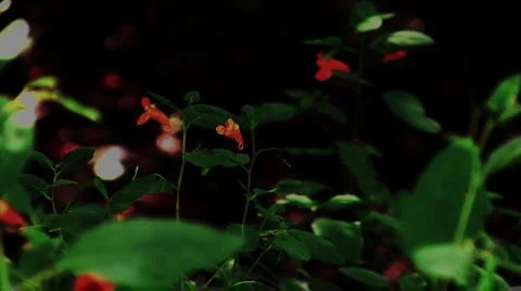 Field of Touch-Me-Nots HD Stock Footage 1042268