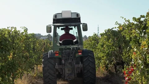 Field tractor with a driver in the cab moves through grape fields Stock Footage 270061528