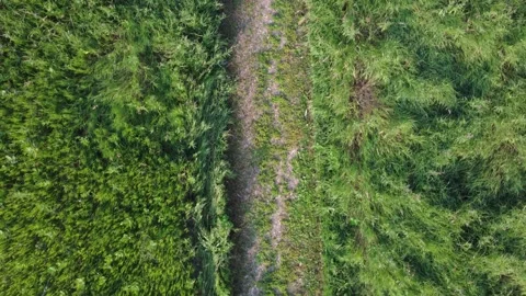 Field trail (backward) Stock Footage 313712465