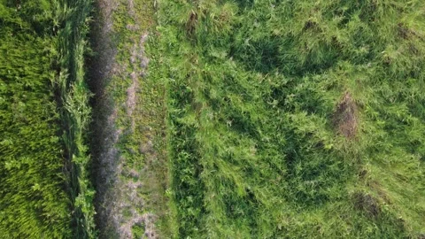 Field trail (forward) Stock Footage 313712453