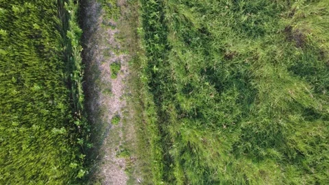 Field trail (slide) Stock Footage 313712411