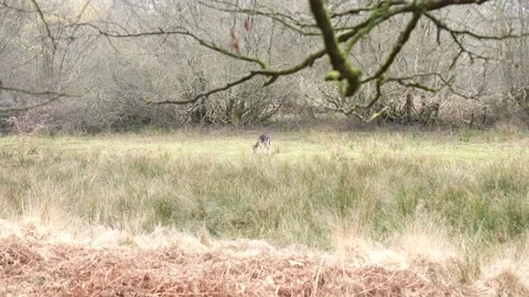 A field with a tree in the background Stock Footage 302443336