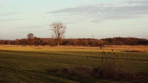Field Tree Clouds Evening Stock Footage 104070486