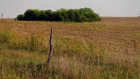 A field with a tree line on the Kansas plains Stock-Footage 345530974