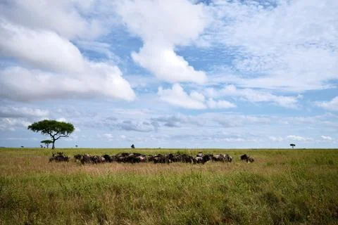 Field with a tree surrounded by grass, under a cloudy sky Stock Photos