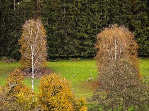 A field with trees and animals Stock Photos
