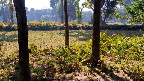 A field with trees and grass and plants 库存影片 331658459