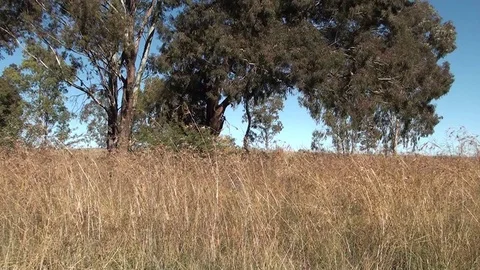 Field with Trees and Grass - Wind Blowing 1 Stock Footage 90302651