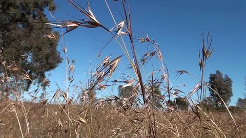 Field with Trees and Grass - Wind Blowing 4 Stock Footage 90305390