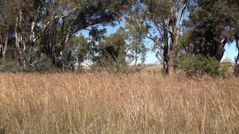 Field with Trees and Grass - Wind Blowing 2 Stock Footage 90305419