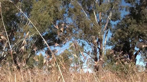 Field with Trees and Grass - Wind Blowing 3 Stock Footage 90305420
