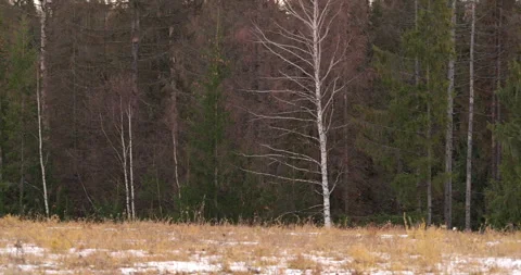 Field of Trees and Grass in Winter Stock Footage 293071720
