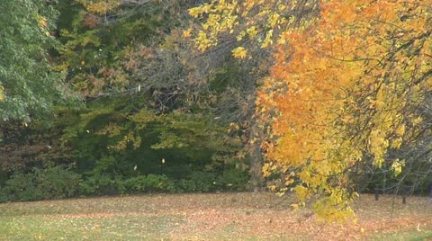 Field trees - blowing leaves -003 Stock Footage