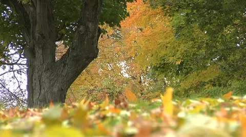 Field trees - blowing leaves -005 Stock Footage 12626524