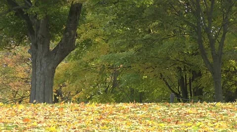 Field trees - blowing leaves -009 Stock Footage 12648407