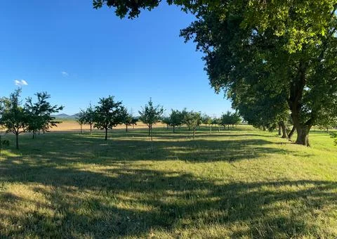 Field of trees with a blue sky in the background Foto stock