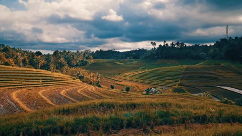 Field by trees with cloudy sky in Bali 스톡 동영상 139812545