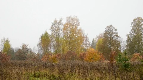 Field, trees of different colors, the image of autumn Stock Footage 117346782