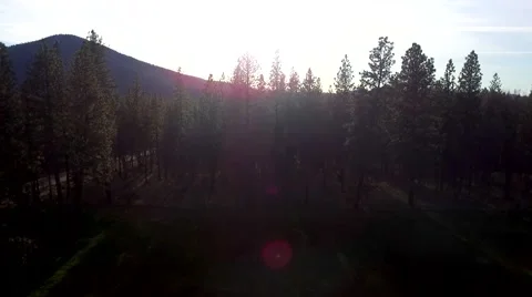 Field To Trees - Drone Stock Footage 61522868