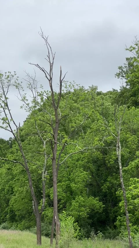 Field of trees 스톡 동영상 195581953