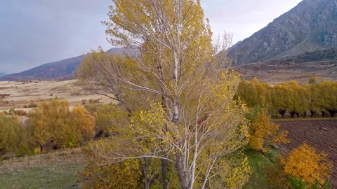 A field of trees with leaves that are orange and yellow Stock Footage 331255680