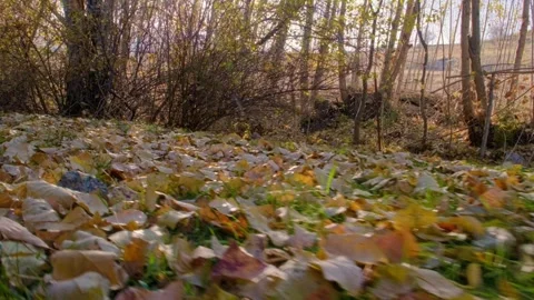 A field of trees with leaves that are orange and yellow Stock Footage 331255840