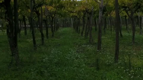 Field of trees outside the city Stock-Footage 102095162