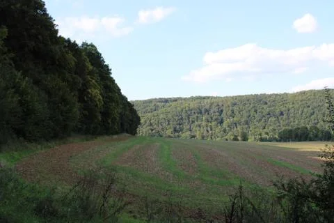 Field with trees on the side Stock Photos