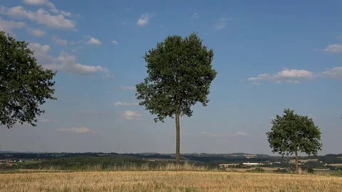 Field, trees, sky, clouds, evening. Silence and silence. Harvested. Stock Footage 92513834