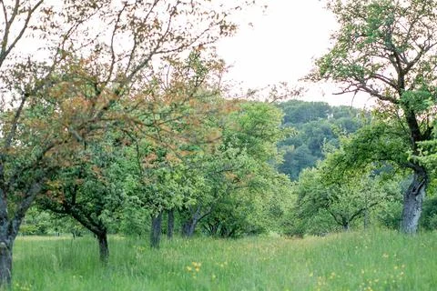 Field with trees in spring. Green grass. Landscape. Stock Photos