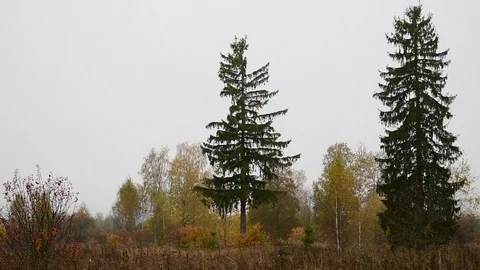 Field, trees, two large spruce Stock Footage 117346808