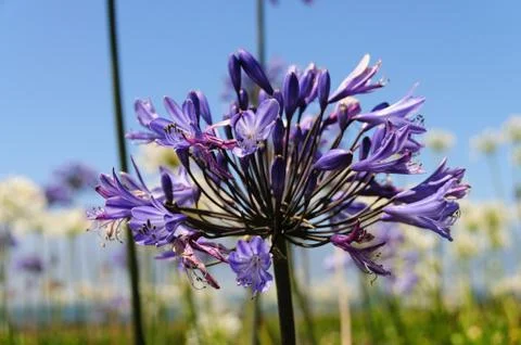 A field of Triteleia laxa Stock Photos
