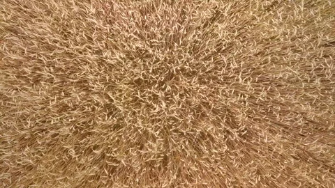 Field of triticale or rye from above, flight over field. Stock Footage 245408472