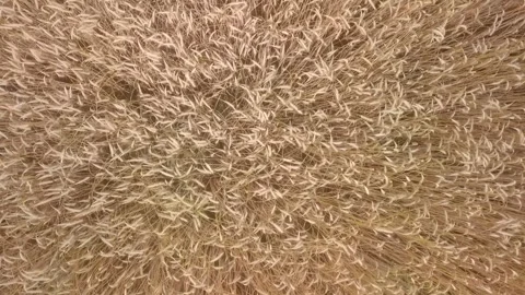 Field of triticale or rye from above, flight over field. Stock Footage 245718307